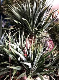 High angle view of flowering plant