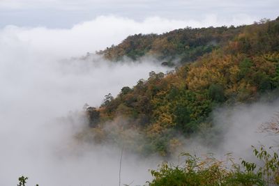 Smoke emitting from tree against sky