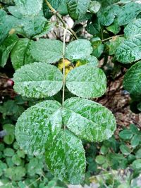 High angle view of insect on plant in field