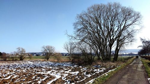 Bare trees against clear sky