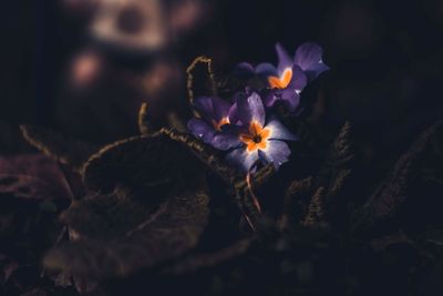 Close-up of purple flowering plant on field