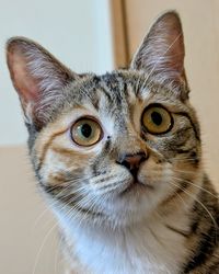 pet
