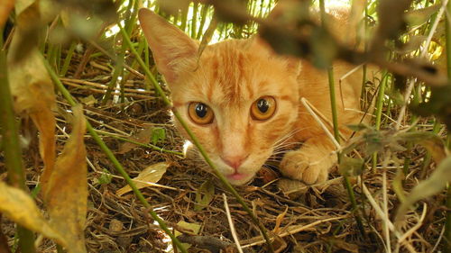 Portrait of cat in grass