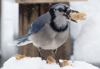 Close-up of bird perching on snow