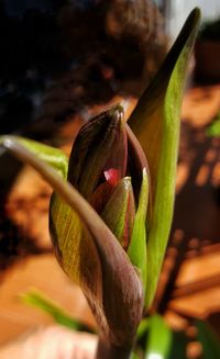 Close-up of flower growing outdoors