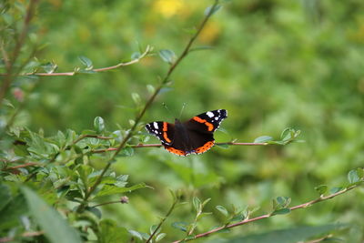 Butterfly pollinating flower