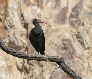 Bald ibis - endangered species