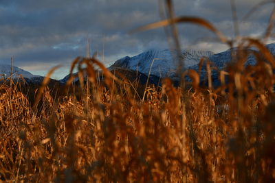 Close-up of crops on field against sky