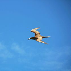 Low angle view of seagull flying in sky