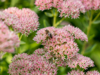 Close-up of pink flowers blooming in garden