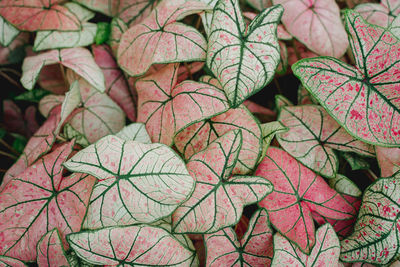 Pink caladium top view flatlay