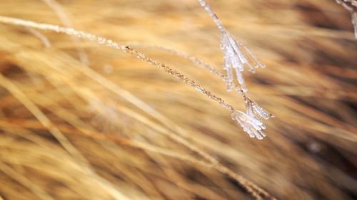 Close-up of frozen plant