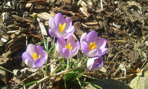 Close-up of purple flowers blooming in field