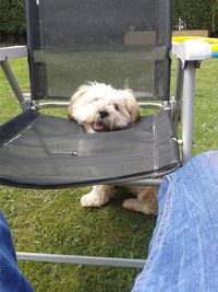 Dog resting on grass