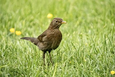 Close-up of a bird on field