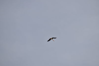 Low angle view of bird flying in sky