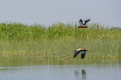 Gray heron flying over lake against sky