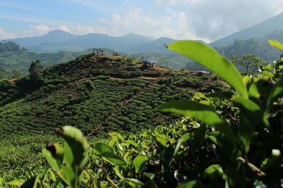 Plants growing on land against sky