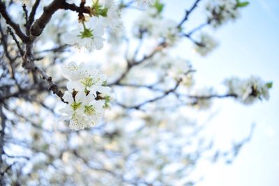 Low angle view of cherry blossoms in spring