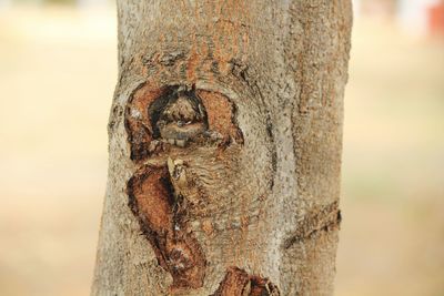 Close-up of lizard on tree trunk