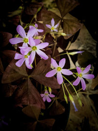 High angle view of purple flowering plant