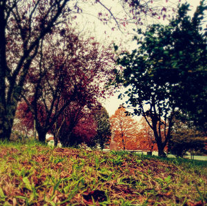 Trees on field during autumn