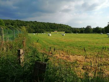 Scenic view of agricultural field against sky