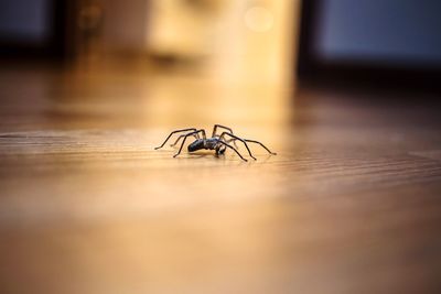 Spider on hardwood floor