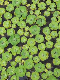 High angle view of leaves floating on lake