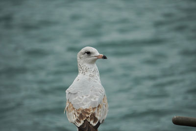 Close-up of seagull