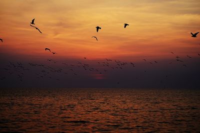 Birds flying over sea against sky during sunset