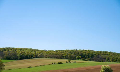 Scenic view of field against clear blue sky