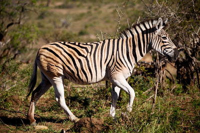 Side view of zebra standing on plants