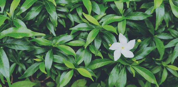 High angle view of flowering plant