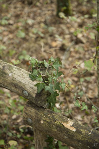 Close-up of plant growing on tree