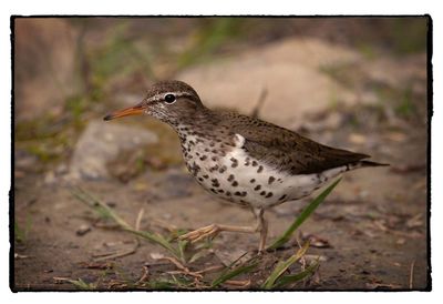 Close-up of bird