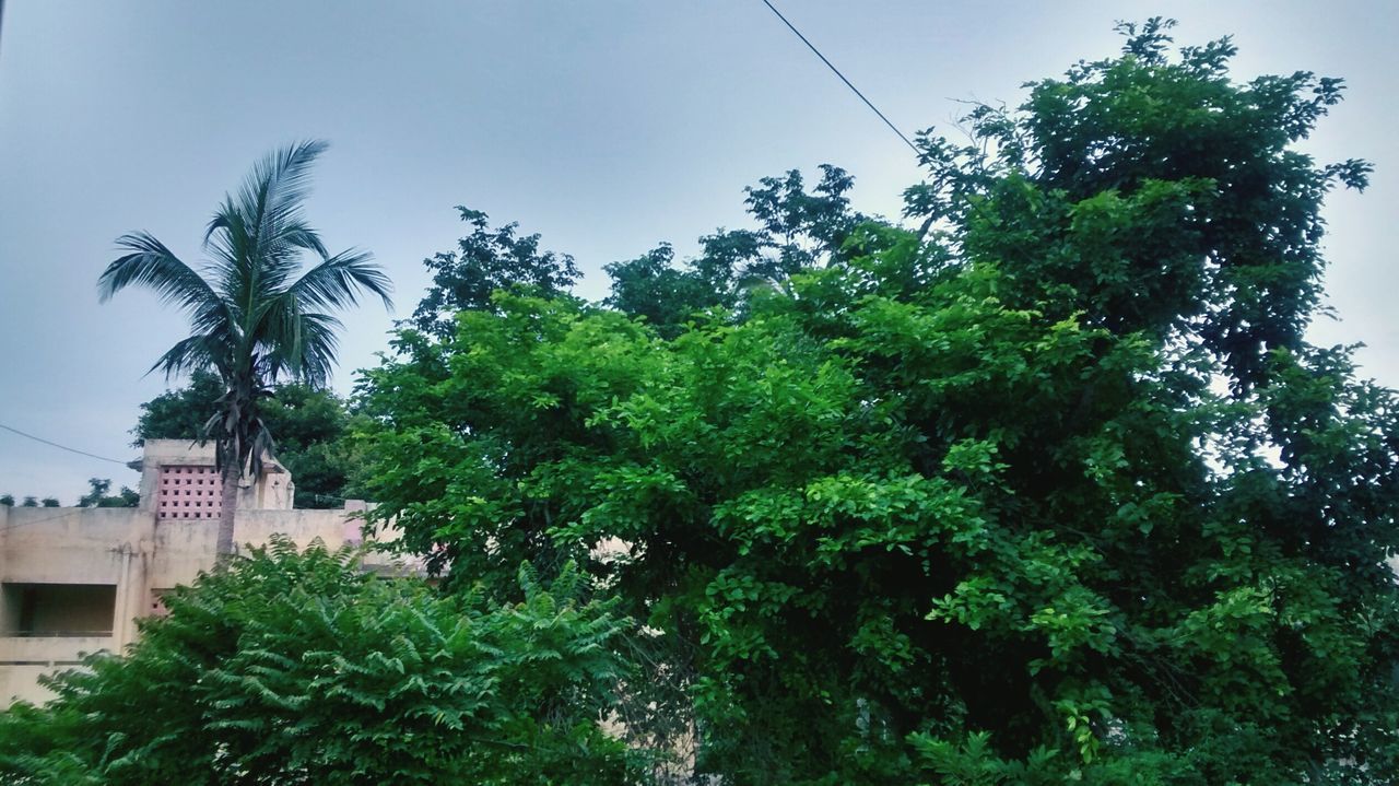 tree, low angle view, growth, building exterior, palm tree, architecture, built structure, green color, clear sky, sky, nature, plant, day, lush foliage, branch, leaf, outdoors, no people, house, green