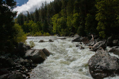 Stream flowing through rocks in forest