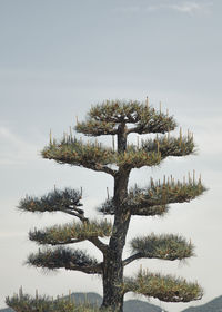 Low angle view of pine tree against sky