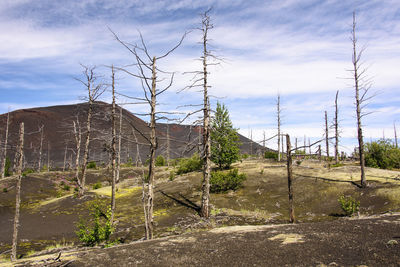 Trees in greenhouse against sky