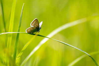Close-up of snail on grass