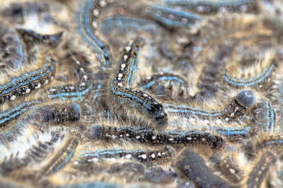 Focus on a a caterpillar crawling over a mass during an infestation