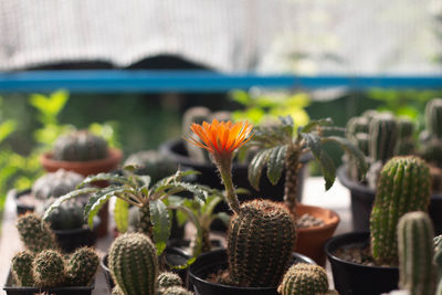 Close-up of cactus growing in greenhouse