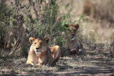 Lions lying in forest at serengeti national park