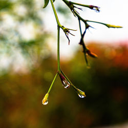 branch