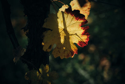 Close-up of autumnal leaves
