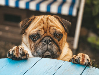 Close-up portrait of a dog