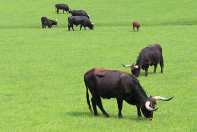 Cows grazing on field