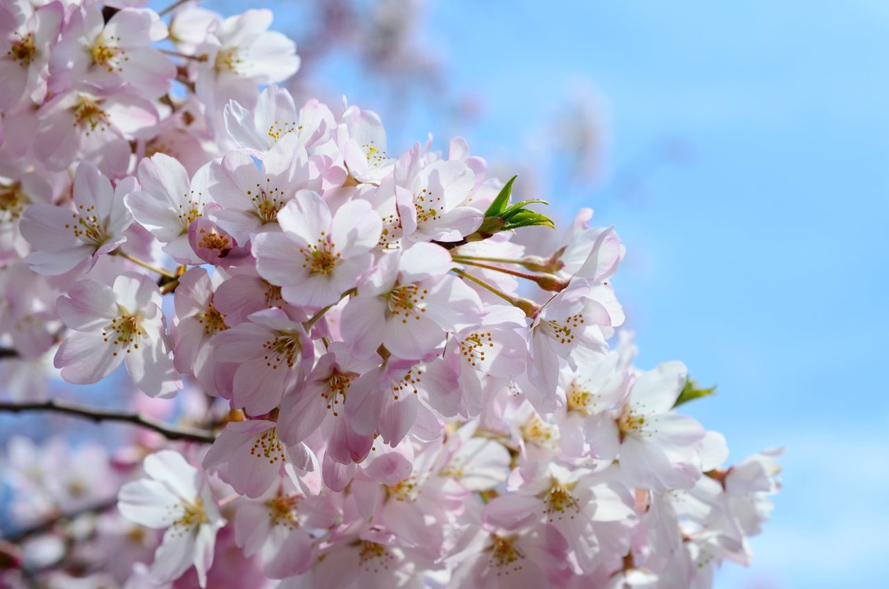 神代曙桜