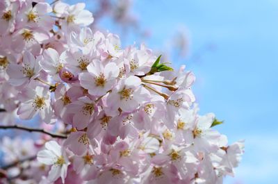 Close-up of flower tree against sky